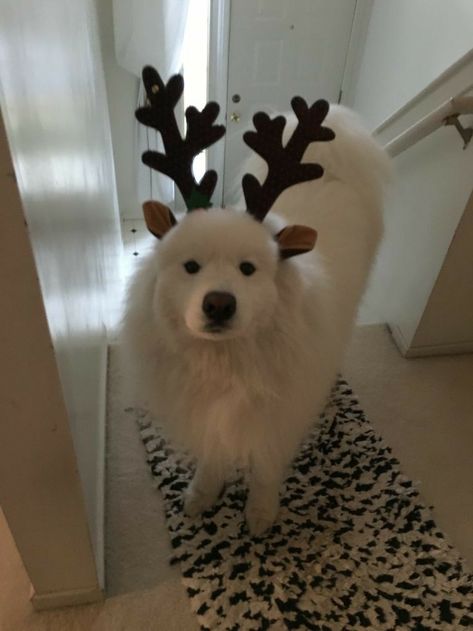 Cele Mai Drăguțe Animale, Christmas Dreaming, Psy I Szczenięta, Samoyed Dogs, Christmas Feeling, Christmas Wonderland, Fluffy Animals, Christmas Mood, Christmas Aesthetic