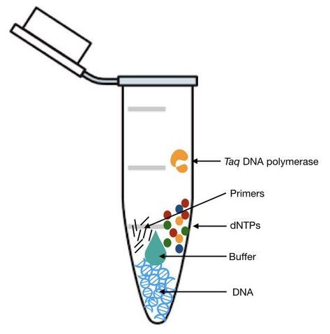 PCR RECIPE: dNTPS, PCR buffer, Primer, DNA and Taq pol Dna Polymerase, Biology Humor, Medical Laboratory Scientist, Study Biology, Biology Labs, Medical Laboratory Science, Biology Lessons, Teaching Biology, Lab Tech