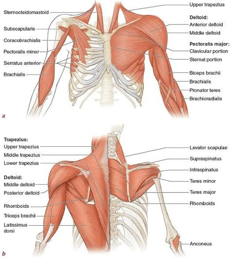 Body Muscle Anatomy, Muscular System Anatomy, Shoulder Anatomy, Human Muscle Anatomy, Skeleton Anatomy, Basic Anatomy And Physiology, Yoga Anatomy, Human Body Anatomy, Muscular System