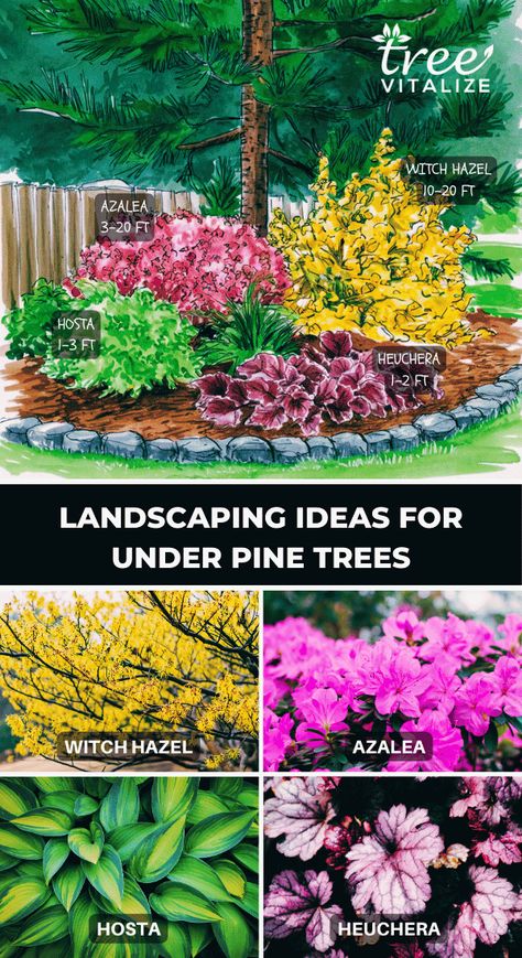 Garden Design Under Trees, Pine Tree Landscaping Ideas, Trees Backyard Landscaping, Trees Backyard, Best Companion Plants, Acidic Soil, Landscaping Around Trees, Companion Plants, Creative Landscape