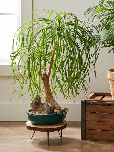 Houseplants add so much to our homes, but when you’re looking to really add some drama, decorating with indoor trees is the way to do it. These easy-care indoor trees will make a bold statement wherever you place them. #indoortrees #houseplants #bestindoortrees #tallhouseplants #bhg Ponytail Palm Tree, Easy Care Houseplants, Indoor Bonsai Tree, Sago Palm, Gardening Vegetables, Zebra Plant, Corn Plant, Indoor Trees, Indoor Bonsai