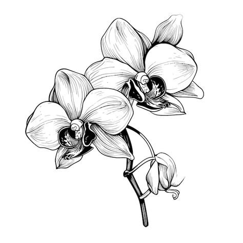 Orchid Sketch Drawing, Orchid Wallpaper, Orchid Drawing, Victorian Greenhouse, Orchid Seeds, Orchid Leaves, Orchid Photo, Vector Background Pattern, Free Business Card Mockup