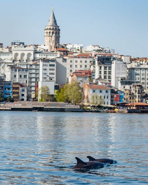 ABC News’s Instagram post: “Dolphins swim in the Bosphorus strait, where sea traffic has nearly come to a halt amid lockdown measures in Istanbul. #dolphins🐬…” Turkey Pics, Turkey Images, Nature Decor, Abc News, Dolphins, Location History, Beautiful Pictures, Istanbul, Swimming