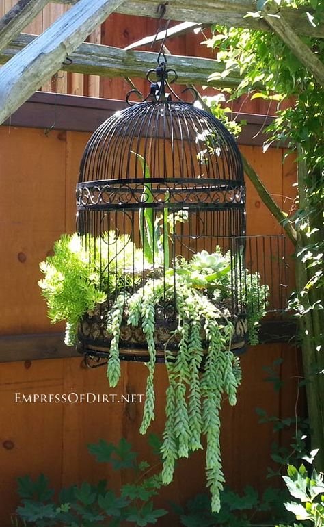 Free a birdcage! Plant succulents. I'm totally doing this!! @chantellep13 you can help me! Time for a thrift shop hunt! Taman Vintage, Creative Planters, Birdcage Planter, Unusual Planter, Taman Diy, Boots Metal, Tanaman Indoor, Jardim Diy, Whiskey Barrels