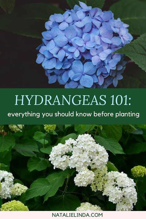 What To Plant With Hydrangeas, When To Plant Hydrangeas, Aesthetic Garden Ideas, Simple Garden Design, Small Garden Design Ideas, Garden Simple, Hydrangea Bloom, Landscaping Design Ideas, Hydrangea Care