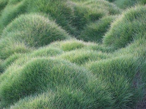 https://flic.kr/p/7oWDg | mom's favorite grass (in the garden of course!) Molduras Vintage, Lawn Design, Grasses Garden, Have Inspiration, Ornamental Grasses, Alam Semula Jadi, 인물 사진, Plant Design, Green Grass