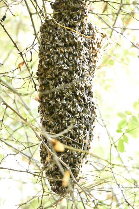 Did you know that bees can electrify the air by as much as 1000 volts per meter, or more than a thunderstorm? It's true! According to new research, swarming bees produce so much electricity that they may affect local weather. Electric fields, which swarming bees can generate, can ionize particles of dust and pollutants which can change their movement in unpredictable ways. Find out more... Honey Bee Facts, Electric Field, Honey Bee, Did You Know, Honey, Bee, Electricity, Canning