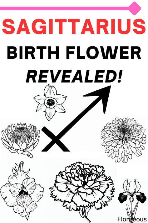 sagittarius birth flower Saggitarius Flowers, Sagittarius Birth Flower Tattoo, Sagittarius Flower Tattoo Birth Month, Sagittarius Flower Tattoo, Sagittarius Birth Flower, Enzo Tattoo, Sagittarius Flower, Sagittarius Symbol, Carnation Tattoo