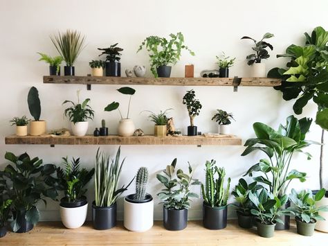 COLUMBUS, OH : GERMAN VILLAGE — STUMP | Curated Plants + Sustainably Crafted Wares Handmade Hanger, Indoor Plant Wall, Cement Color, Hanging Plant Wall, Cement Pots, Decoration Plante, Plant Decor Indoor, Plant Shelves, Stylish Home Decor