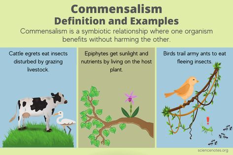 Commensalism Definition and Examples Commensalism Examples, Commensalism Relationship, Bio Project, Learn Biology, Biological Science, 4 Grade, People Working Together, Phone Photo, Phone Photo Editing