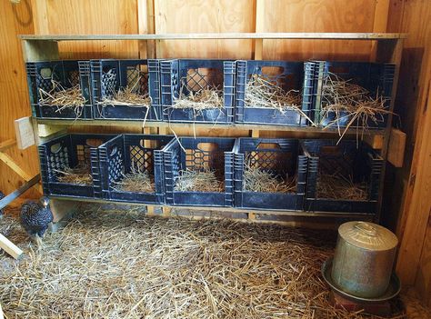 Easy Chicken Coop, Chicken Pen, Chicken Coup, Chicken Nesting Boxes, Coop Plans, Keeping Chickens, Building A Chicken Coop, Milk Crates, Chicken Coop Plans