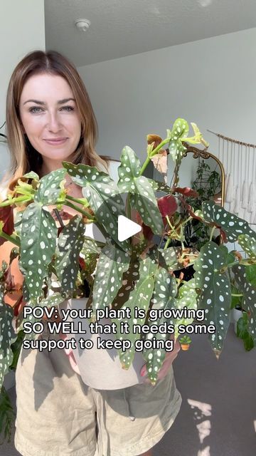 Mariah Harman | Houseplant Tips on Instagram: "You’ve got to give your begonia some support & keep it climbing 📈it’ll thank you with lots of leaves!   ‼️comment “CLIMB” & I’ll send you the 🔗 to this trellis & clips, they work beautifully for all kinds of plants   🪴 Begonia Maculata ‘Wightii’  I’m back on my begonia game 🙌  I had the BIGGEST begonia back in the day, literally as tall as me! When I moved it shriveled up in DAYS 😮‍💨 one of my biggest plant heart breaks  I recently decided to give it another go & the results speak for themselves. I LOVE THIS PLANT 🪴   #houseplantsofinstagram #houseplants #houselplant #houseplantlover #plants #houseplantclub #plantsofinstagram  #plantsofig #plantas #plantstrong #plantshelfie #plantshop #plant #plantcollection" Houseplant Tips, Climbing Plant Support, Begonia Maculata, Heart Breaks, Plant Strong, Big Plants, Plant Supports, Plant Collection, Plant Lady