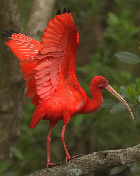 Liberta Cherguia 🇪🇺 (@MbarkCherguia) on X Scarlet Ibis, Birds Nature, Animal World, Marine Biology, Colorful Birds, Apple Blossom, Happy Tuesday, Wild Birds, Wildlife Photography