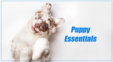 Puppy Essentials and Life Skills Package Puppy Essentials, Dogs Home, Socializing Dogs, Training Puppy, Puppy 101, Puppy Chewing, Training Materials, Crate Training, Training Your Puppy