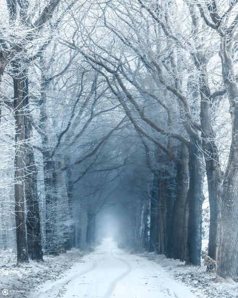 Frozen Frame, Frozen Forest, Ghost Sightings, Beautiful Winter Scenes, Snow Covered Trees, Photography Kit, Snowy Forest, Snowy Winter, Dark Winter