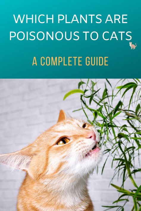 Do you have poisonous plants for cats at home? We show you which popular houseplants can be bad for your house cat. Poisonous Plants For Cats, Plants Bad For Cats, House Plants Poisonous To Cats, Plants Harmful To Cats, Dangerous Plants For Cats, Plants Poisonous To Cats, Plants Toxic To Cats, Safe House Plants, Toxic Plants For Cats