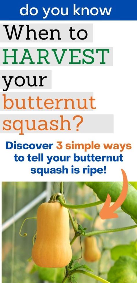 When To Pick Butternut Squash From Garden, How To Tell When Butternut Squash Is Ripe, When Is Butternut Squash Ready To Pick, When To Pick Butternut Squash, When To Harvest Butternut Squash, Harvesting Butternut Squash, How To Store Butternut Squash, How To Use Butternut Squash, How To Can Butternut Squash