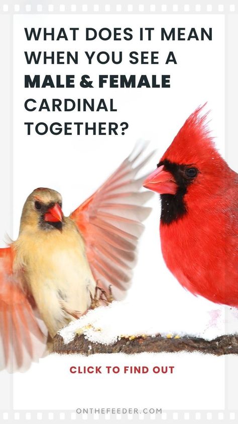 Join us as we uncover the essence of cardinal symbolism in our latest blog post. Learn about the cardinal bird meaning and the profound spiritual messages these red birds carry. Ideal for those seeking deeper understanding and connection with nature, this post is filled with captivating details and interpretations of red bird meaning, enriching your spiritual journey. Red Cardinal Quotes, Cardinals Birds Meaning, Hummingbird Care, Red Cardinal Meaning, Cardinal Birds Meaning, Birds Meaning, Cardinal Meaning, Cardinal Quotes, Cardinal Symbolism