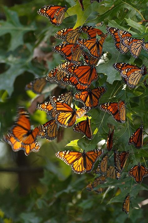 Bunch Of Butterflies, Interesting Bugs, Butterfly Magic, Monarch Butterflies, Beautiful Bugs, Butterfly Kisses, Haiwan Peliharaan, Butterfly Garden, Butterfly Flowers