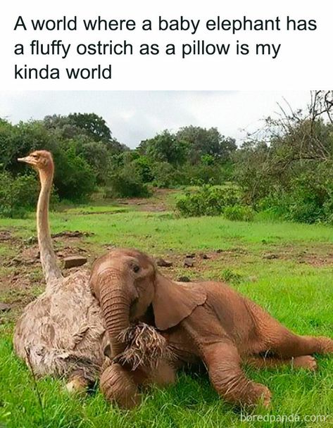 Unusual Animal Friendships, Baby Elefant, Animals Friendship, Unusual Animals, Elephant Love, Animal Sanctuary, An Elephant, Golden Retrievers, Cute Little Animals