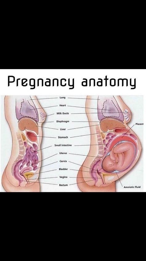 Reproduction In Humans, Pregnancy Anatomy, Diagnostic Medical Sonography Student, Human Reproduction, Human Body Science, Diagnostic Medical Sonography, Basic Anatomy And Physiology, Belly Bump, Nurse Study Notes