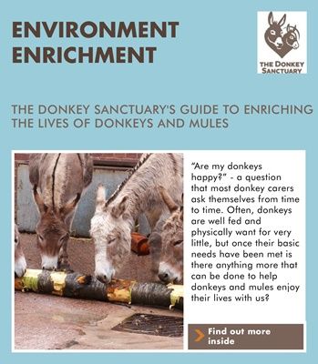 Environmenal Enrichment - March 2017 Donkey House, Paradise Paddock, Horse Enrichment, Donkey Care, Pet Donkey, Mini Donkeys, Paddock Trail, Donkey Drawing, Horseback Riding Tips