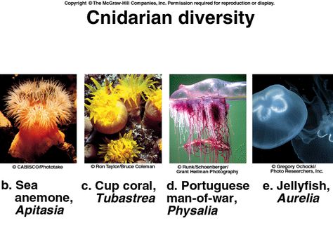 Cnidarians Cnidaria, Biology Teacher, Oceanography, Teacher Hacks, Anemone, Jellyfish, Biology, Science, Quick Saves