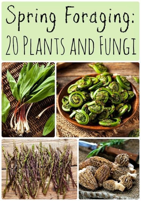 What to Forage in Spring: 20 Edible and Medicinal Plants and Fungi Foraging For Beginners Edible Plants, Foraging Michigan, Midwest Foraging, Michigan Foraging, Foraging Crafts, Foraging For Beginners, Forage Recipes, Foraging Plants, Spring Foraging