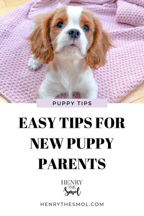 Must Have Puppy Essentials, Puppy Travel Essentials, Puppy Must Haves Products, Dog Must Haves Products, Dog Products Must Have, Dog Essentials Products, American Alsatian, Dogs Things, Puppy Products