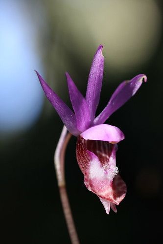 Colorado Flowers, Fairy Slippers, Northwest Landscaping, Indoor Bonsai Tree, Bonsai Soil, Indoor Bonsai, Purple Christmas, Beautiful Orchids, Bird Garden