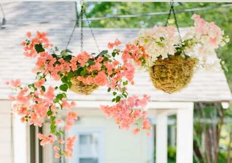 Cane Baskets, Backyard Plants, Math Tricks, Window Boxes, Bougainvillea, Fairy Land, Outdoor Plants, Hanging Baskets, Hanging Plants