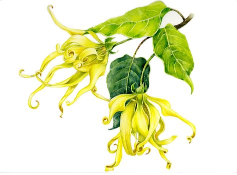 Flowers for cosmetic companies on Behance Kindergarten Art Lessons, Ylang Ylang Flower, Illustration Botanique, Altered Images, Botanical Drawings, Floral Scent, Perfume Spray, Ylang Ylang, Botanical Illustration