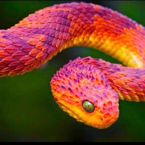 Colorful Snakes | Colorful snake | Animals African Bush Viper, Bush Viper, Viper Snake, Colorful Snakes, Pretty Snakes, Colorful Things, Beautiful Snakes, Colorful Animals, Orange And Pink