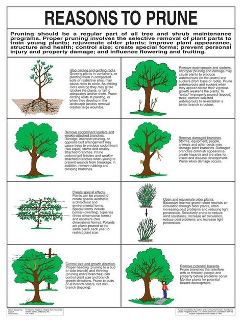 Follow The Yellow Brick Home - Three Important Reasons To Trim Trees – Follow The Yellow Brick Home Types Of Trees, Pruning Fruit Trees, Yellow Brick Home, Tree Pruning, Tree Removal, Brick Home, Tree Service, Tree Trimming, Tree Care