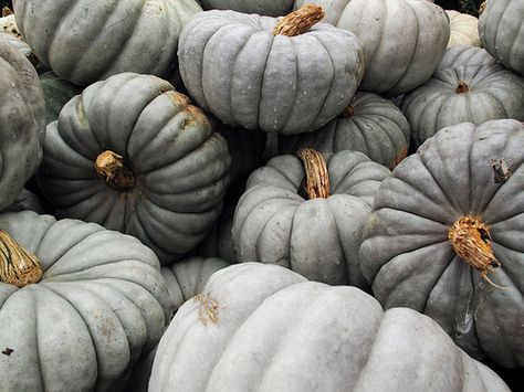 Blue-Gray Pumpkins | Wilbraham, MA a variant of Cinderella p… | Flickr Cinderella Aesthetic, Grey Pumpkin, Lizzie Hearts, Cinderella Pumpkin, Have Courage And Be Kind, Gray Aesthetic, Disney Aesthetic, White Pumpkins, Hallows Eve