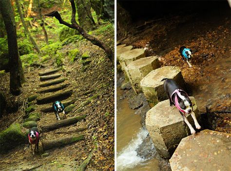 Dismals Canyon in Alabama. These unique glowing caves are home to real life bioluminescent glow worms!! You don't have to go all the way to Australia to see these unique creatures! #australia #dismals #canyon #alabama #glowworms #caves #cavern Dismals Canyon Alabama, Dismals Canyon, Visit Alabama, Glow Worm Cave, Glow Worms, Unique Creatures, Glow Worm, Alabama Travel, Scenic Travel