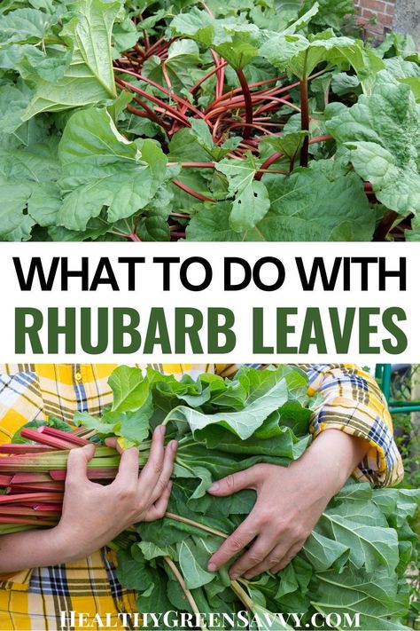 Ever wondered whether rhubarb leaves are poisonous? Here's what you need to know about which parts of rhubarb are safe to eat and which to avoid. Plus 6 uses for rhubarb leaves that won't make you ill! #rhubarb | rhubarb uses | gardening tips | toxic plants | Rhubarb Uses, Rhubarb Rhubarb, Backyard Hacks, Growing Rhubarb, Freeze Rhubarb, Rhubarb Sauce, Toxic Plants, Rhubarb Plants, Oxalic Acid