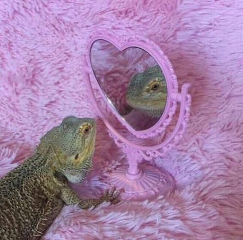 lizard looking in pink mirror on pink rug Monday Memes, Baby Lion, Pep Talks, Crazy Dog, Reptiles And Amphibians, Bearded Dragon, Lizards, Pug Dog, Amphibians