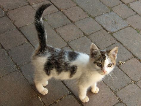 Brown Kitten, Black And White Kittens, Kitten Wallpaper, Spotted Cat, Kitten Care, White Kittens, Warrior Cat, Brown Spots, Warrior Cats