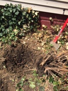 Removing Stumps Diy, How To Get Rid Of Tree Roots In Yard, Bush Removal Diy, How To Remove Stumps, Garden Color Scheme, Shrub Removal, Yard Renovation, Sanctuary Garden, Backyard Hacks