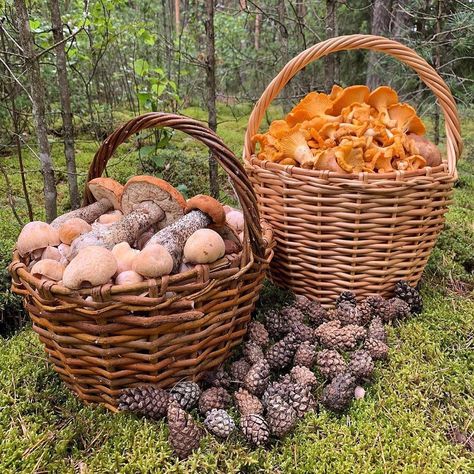 Mushroom Cottage, Cottage In The Woods, Mushroom Fungi, Wild Food, Wild Mushrooms, Tutti Frutti, Farm Gardens, Alam Semula Jadi, Farm Life