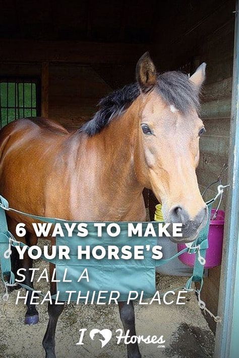 Horse Stall Ideas, Stable Hacks, Adidas Shoes For Men, Stable Management, Farm Tips, Horse Pasture, American Saddlebred Horses, Horse Whisperer, Horse Ownership