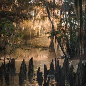 Louisiana Swamp, Cypress Swamp, Louisiana Bayou, Lake Pontchartrain, Live Oak Trees, River Basin, Scenic Photos, Cypress Trees, Morning Light