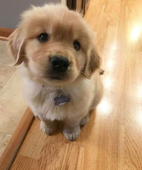 Fluffy Golden Retriever, Golden Retriever Mix, Golden Retriever Puppy, Retriever Puppy, Dogs Golden Retriever, Retriever Dog, Golden Retrievers, A Puppy