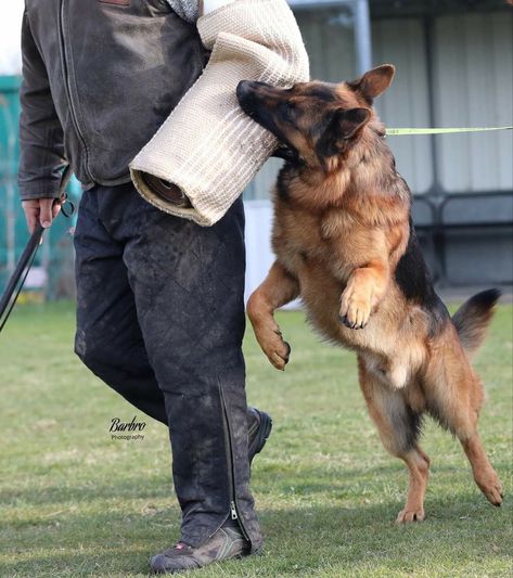 Protective German Shepherd, Igp Dog, Cai Characters, Conditioned Dogs, K9 Police Dogs, Show Dogs, Police Canine, Dogs Aesthetic, Dog Soldiers