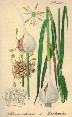 allium sativum - Garlic Allium Sativum, Vegetable Illustration, Illustration Botanique, Botanical Illustration Vintage, Botanical Illustrations, Beltane, Botanical Beauty, Scientific Illustration, Plant Illustration