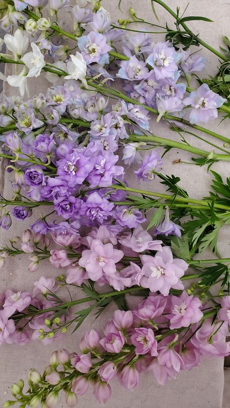 Delphinium Bouquet, Dark Window, Flowers To Go, Delphinium Flowers, Sustainable Flowers, Stock Flower, Flower Guide, Flower Therapy, Language Of Flowers