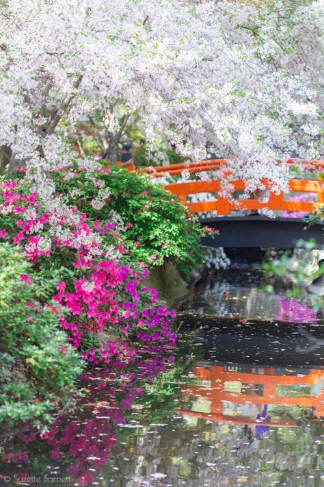 Japan Flower Garden, Japanese Flower Garden, Unique Yard Art, Descanso Gardens, Japan Flower, Japanese Garden Landscape, Evergreen Vines, Azalea Flower, Japanese Garden Design