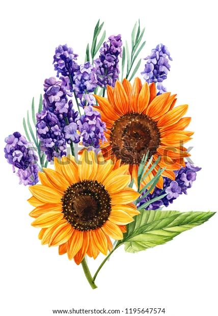 Sunflower And Lavender, Purple Flower Painting, Sunflower Purple, Lavender Paint, Sunflower Illustration, Planting Sunflowers, Lavender Bouquet, Diy Gifts For Him, Sunflower Bouquets