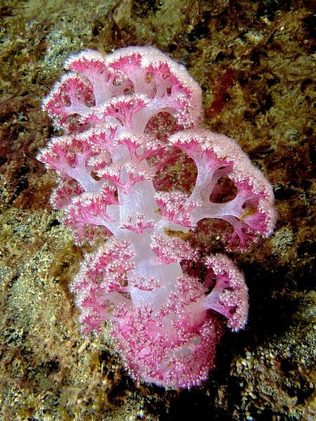 Similarities and Differences between Soft Corals and Jellyfish Water Creatures, Sea Anemone, Ocean Floor, Soft Coral, Beautiful Sea Creatures, On The Ocean, Sea Coral, Underwater Creatures, Underwater Life